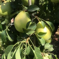 انواع باغ میوه اجاره می‌کنم
