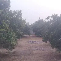 باغ مرکبات