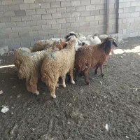 بره نر