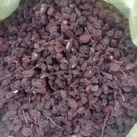 فروش عمده کشمش آفتابی کاشمر رحیمی