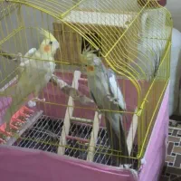 دو جفت عروس