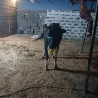 گوساله