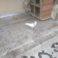 کبوتر طوقی بسیار زیبا