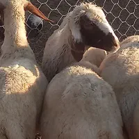 شیشک سه شیره
