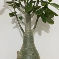 بنسای آدنیوم عربیکوم