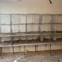 قفس جفت کن کبوتر