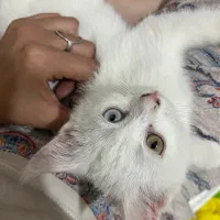 گربه ترکیش چشم رنگی