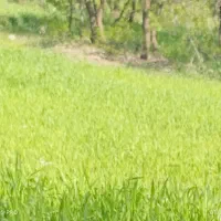 نخود سبز پاییزه