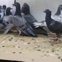 10تا جوجه المانی