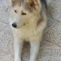 سگ هاسکی