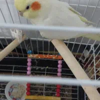 سلام وقت بخیر عروس هلندی سالم وسرحال ماد