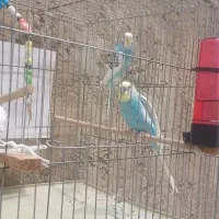 مرغ عشق|پرنده|سقز, |دیوار