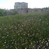 علف یونجه چین اول