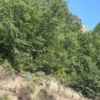 یک قطعه باغ به مساحت ۷۰۰ متر