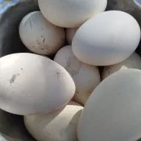 تخم غاز