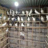 کبوتر پتی واله