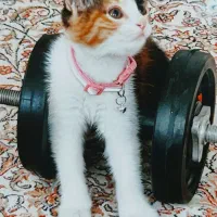 واگذاری گربه کالیکوی زیبا