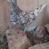 هفت رنگ نر