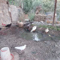 اردک ث غاز