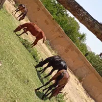 فروش ۷راس اسب کره نریان و مادیان