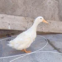 اردک