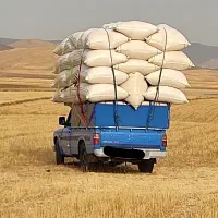 کاه گندم