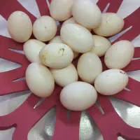 تخم کبوتر