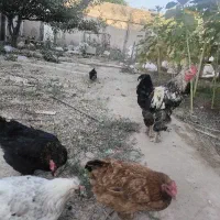 فروش ۶عدد مرغ محلی تخم گذار و یک خروس