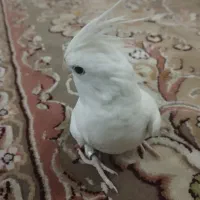عروس هلندی