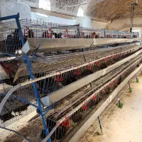 قفس مرغ تخم گزار منبری در حد نو