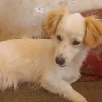 حیوان|سگ|کرمان, |دیوار