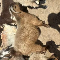 چبش چاق