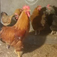 مرغ و خروس محلی