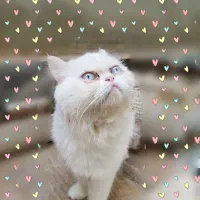 گربه چشم ابی