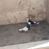 کبوتر|حیوانات مزرعه|مشهد, ده دی|دیوار