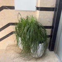 درختچه اپارتمانی لیندا