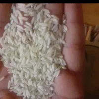 پیش فروش برنج محلی دورود