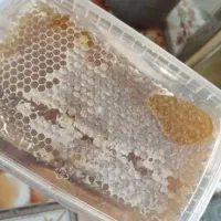 عسل طبیعی گون  درجه یک اشترانکوه لرستان