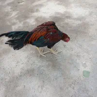 خروس لاری افغان