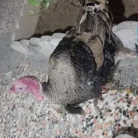 بوقله|حیوانات مزرعه|دهدشت, |دیوار