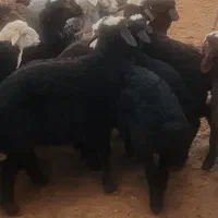 بره نر