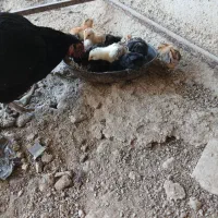 مرغ گلین لاری با جوجه 5 روزه