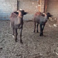 گاومیش نر او ماده