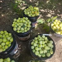 آلو قطره طلا درجه1 د رشت و ارگانیک