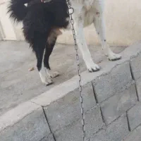 سگ نر نگهبان