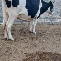گاوهولشتاین ابستن مانده به زایمان یک ماه شرط۳۰کیلو