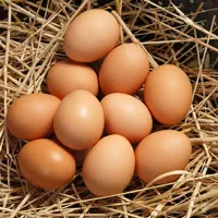 تخم مرغ محلی ارگانیک