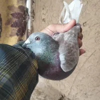 نر بورمگس