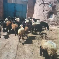 فروش دام دشتی به صورت سرپا