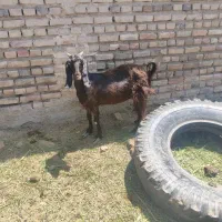 بز .|حیوانات مزرعه|ایرانشهر, |دیوار